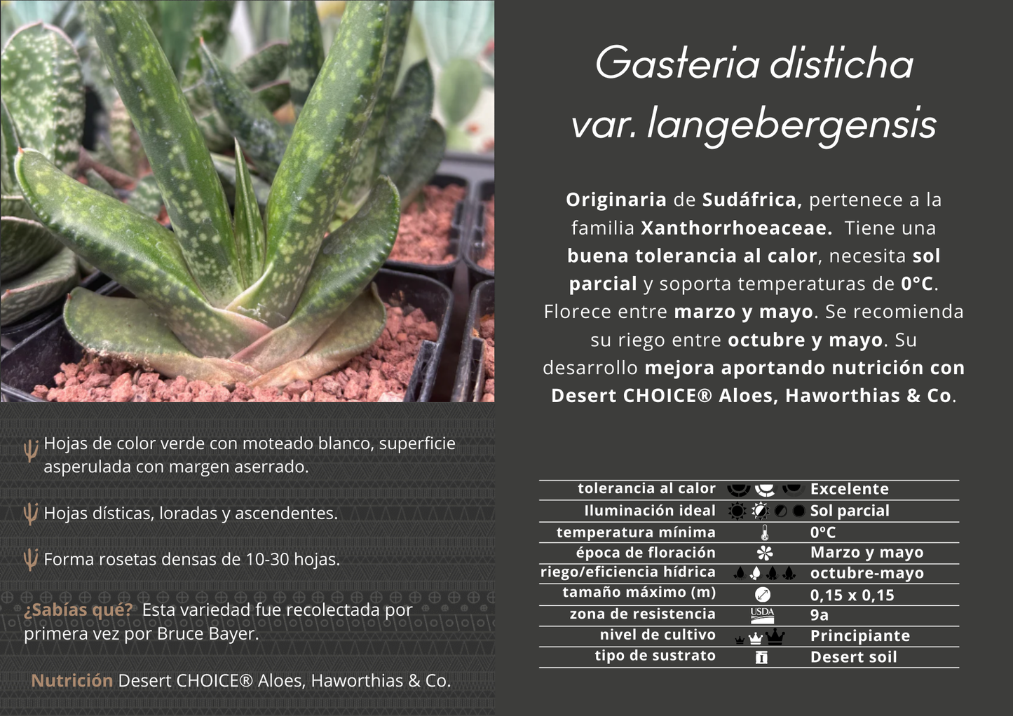 Gasteria disticha var. langebergensis