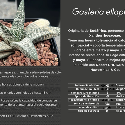 Gasteria ellaphieae