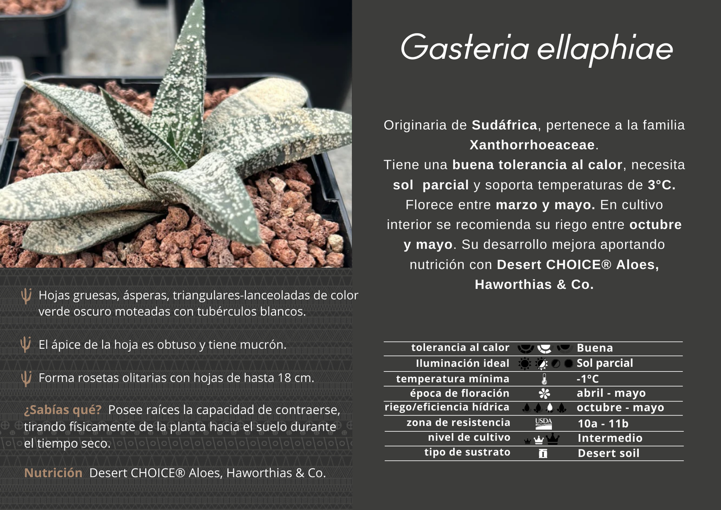 Gasteria ellaphieae