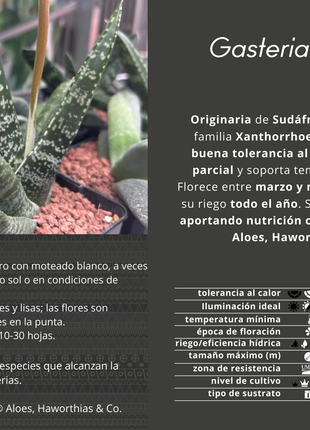 Gasteria excelsa