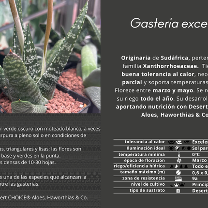 Gasteria excelsa