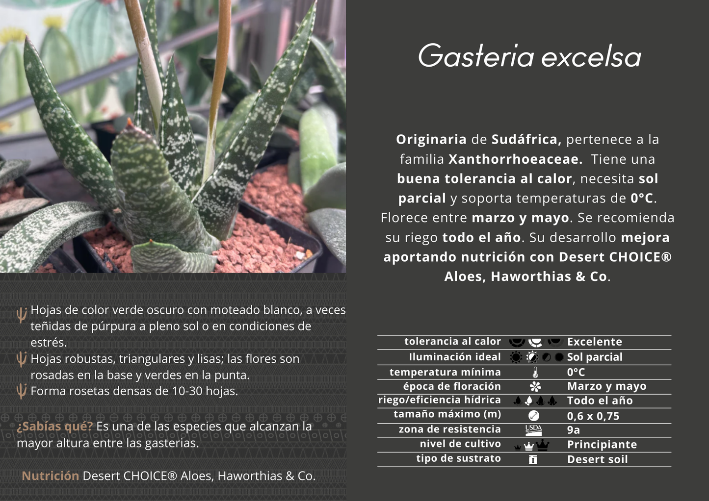 Gasteria excelsa