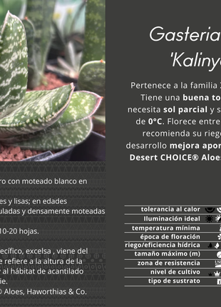 Gasteria excelsa 'Kalinyanga'