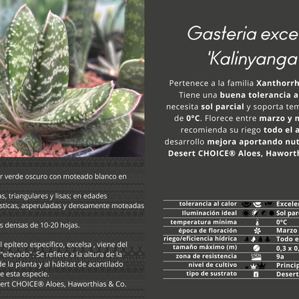Gasteria excelsa 'Kalinyanga'