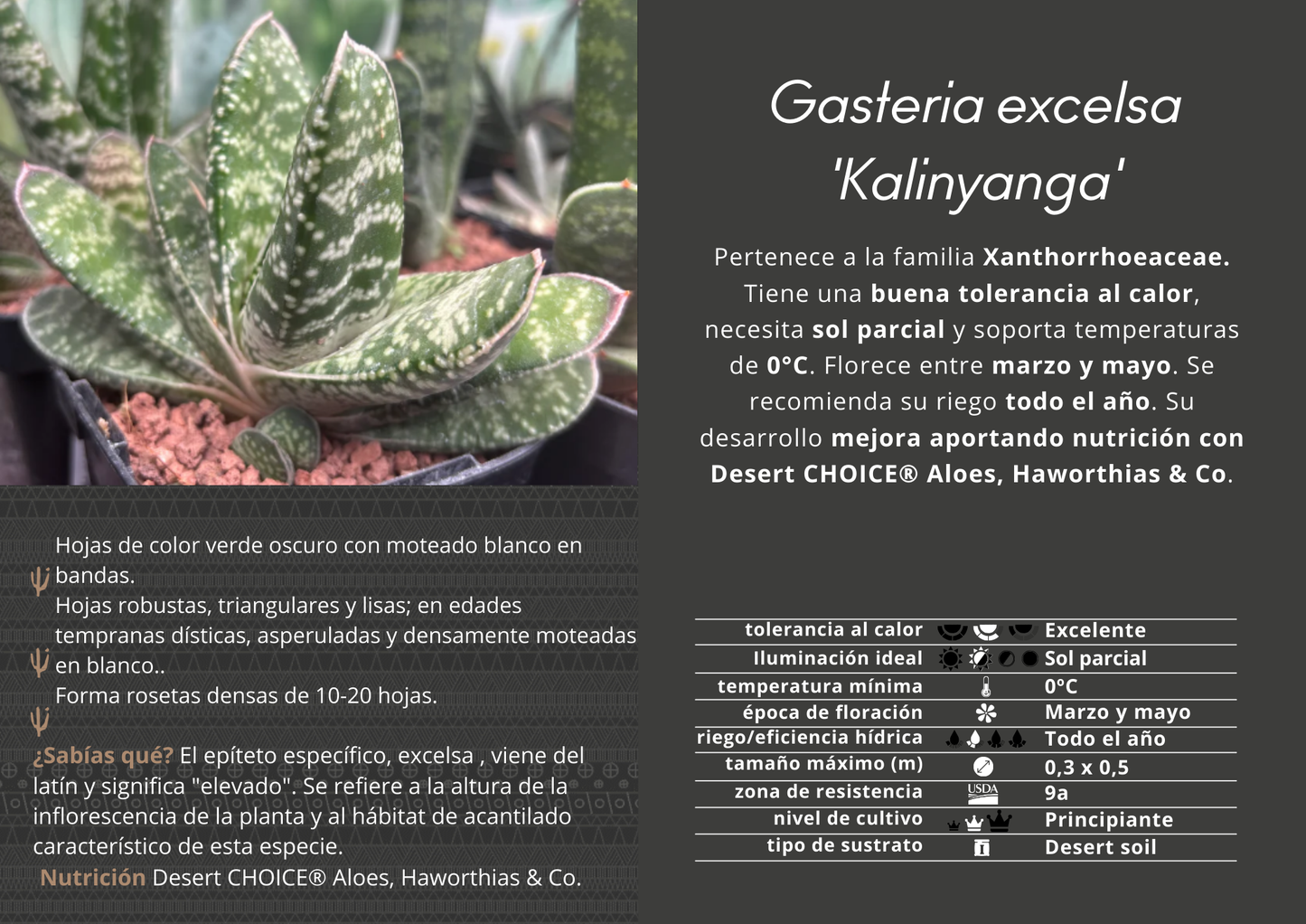 Gasteria excelsa ‘Kalinyanga’