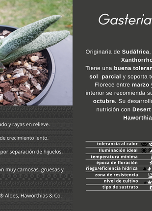 Gasteria glauca