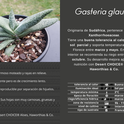 Glasige Gasteria