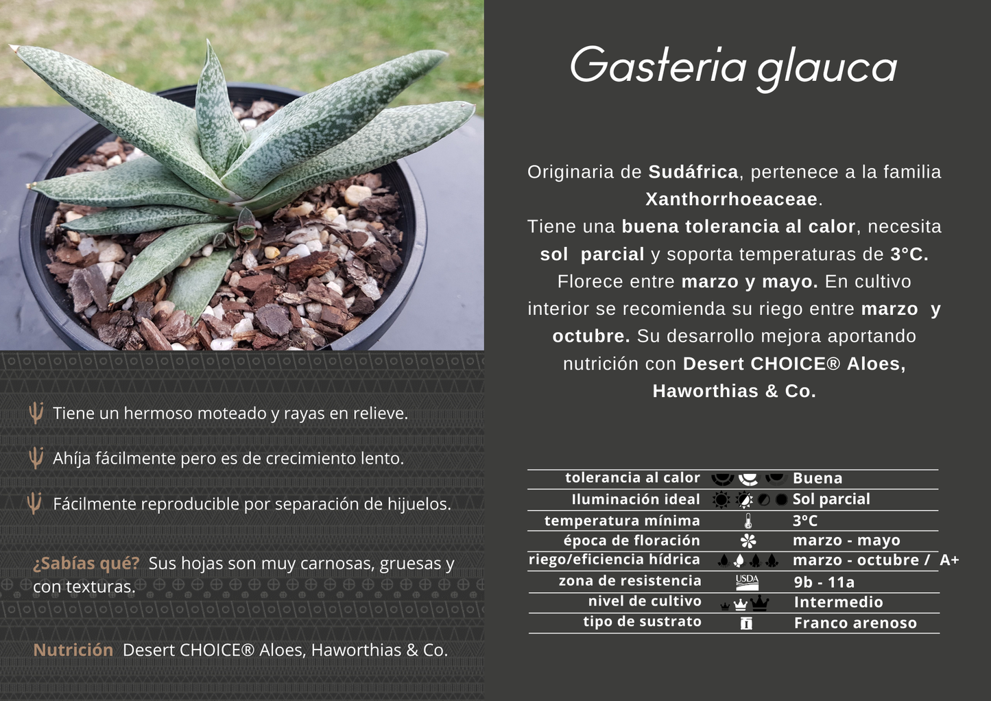 Gasteria glauca