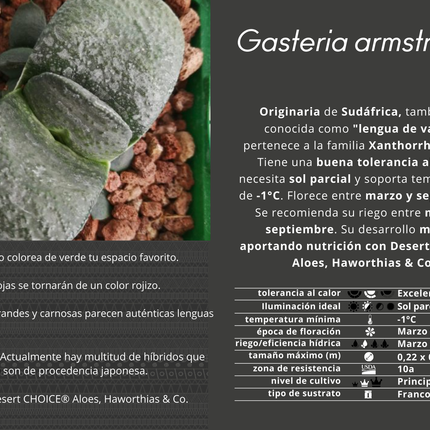 Gasteria armstrongii