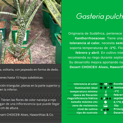 Gasteria Pulchra
