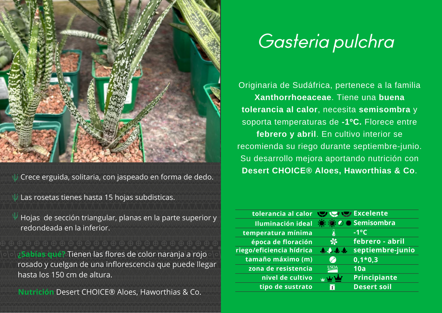 Gasteria pulchra