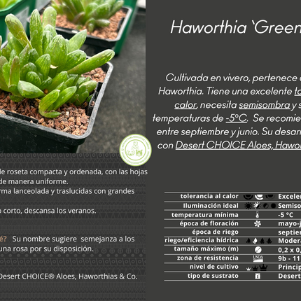 Haworthia 'Grüne Rose'