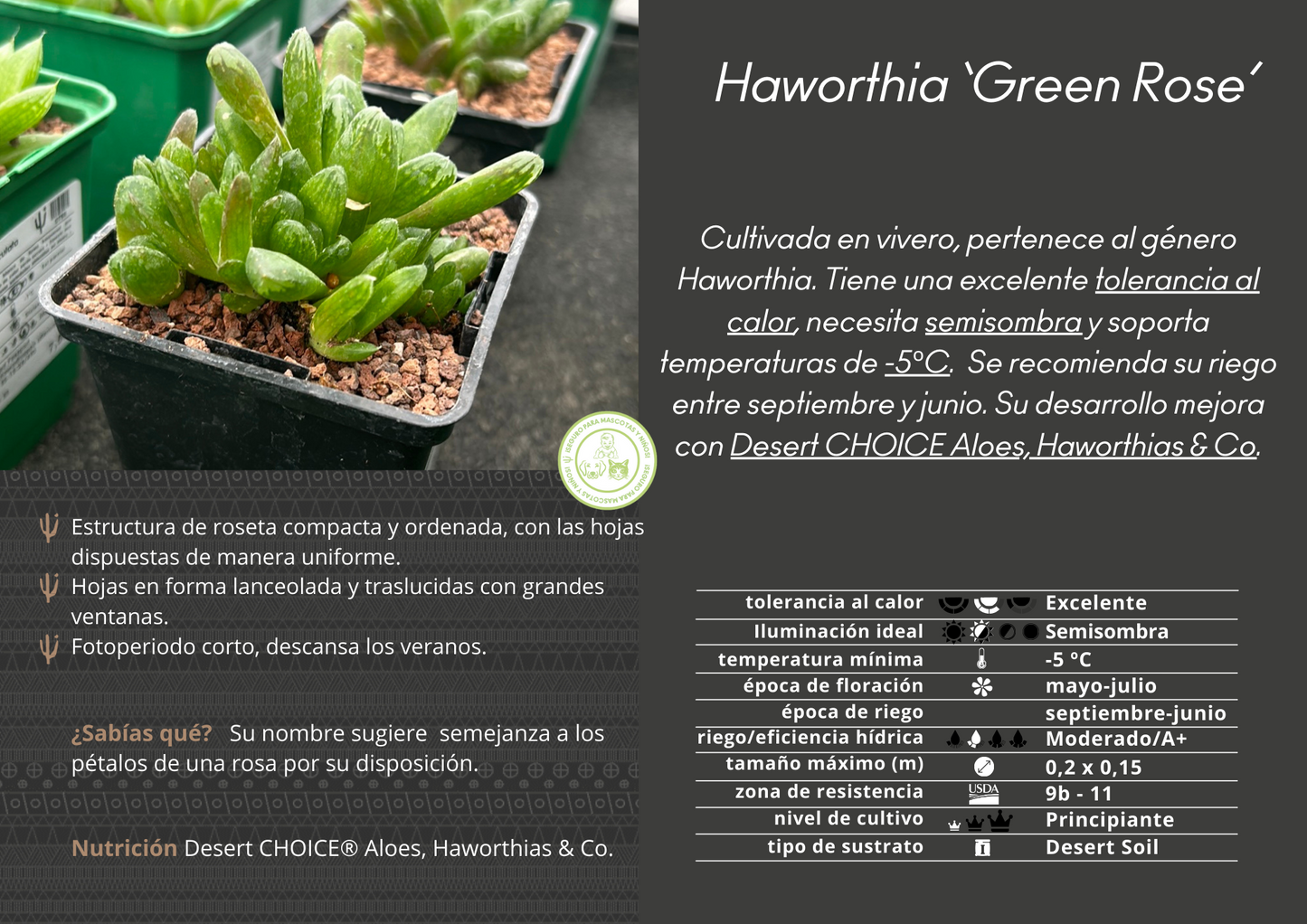 Haworthia cooperi 'Grüne Rose'