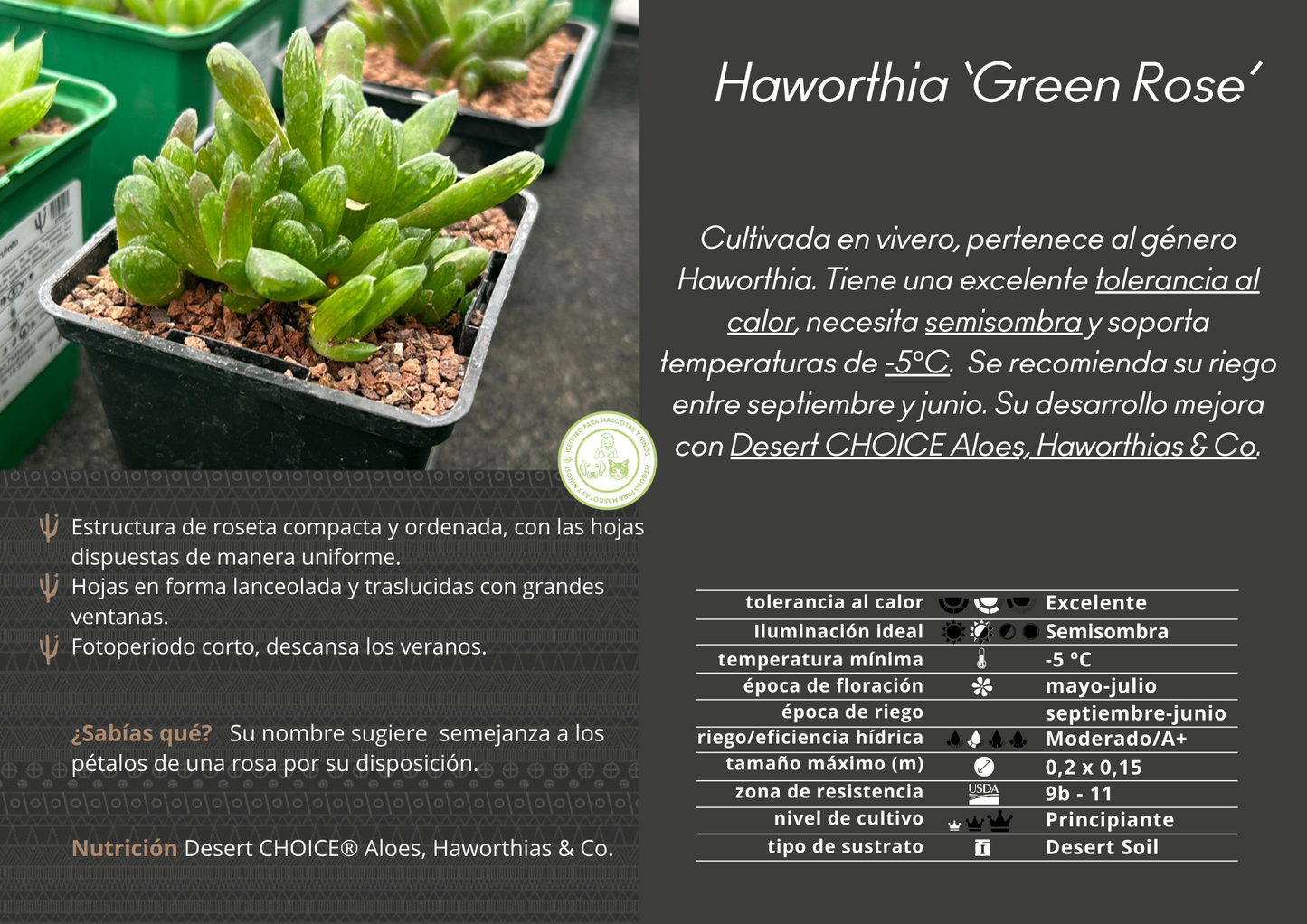 Haworthia 'Green Rose'