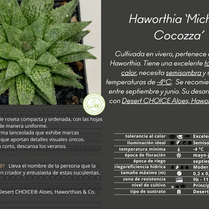 Haworthia 'Michael Cocozza'