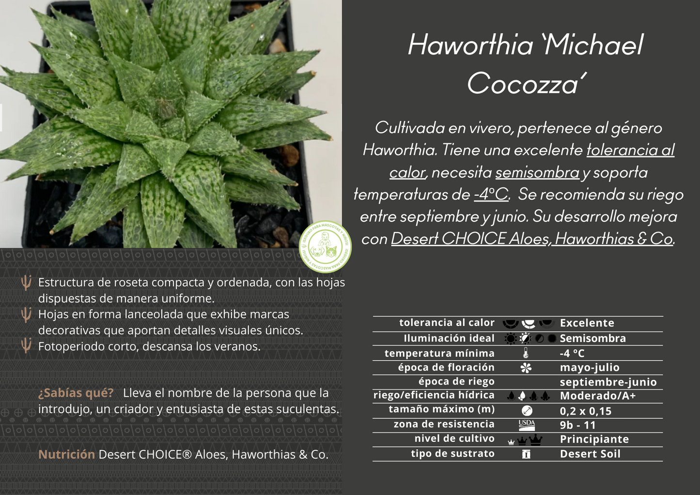 Haworthia Michael Cocozza