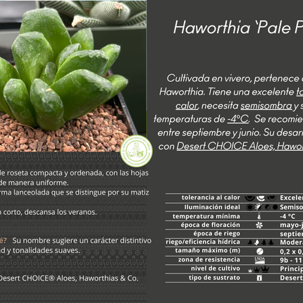 Haworthia 'Pale Pace'