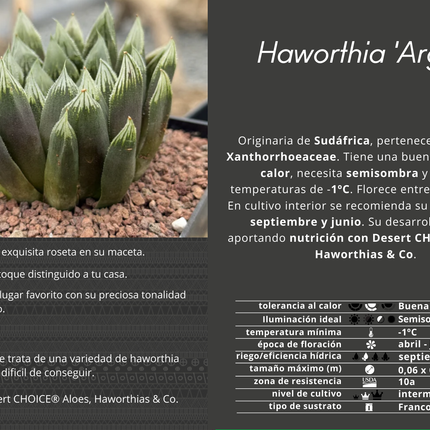 Haworthia 'Argia'