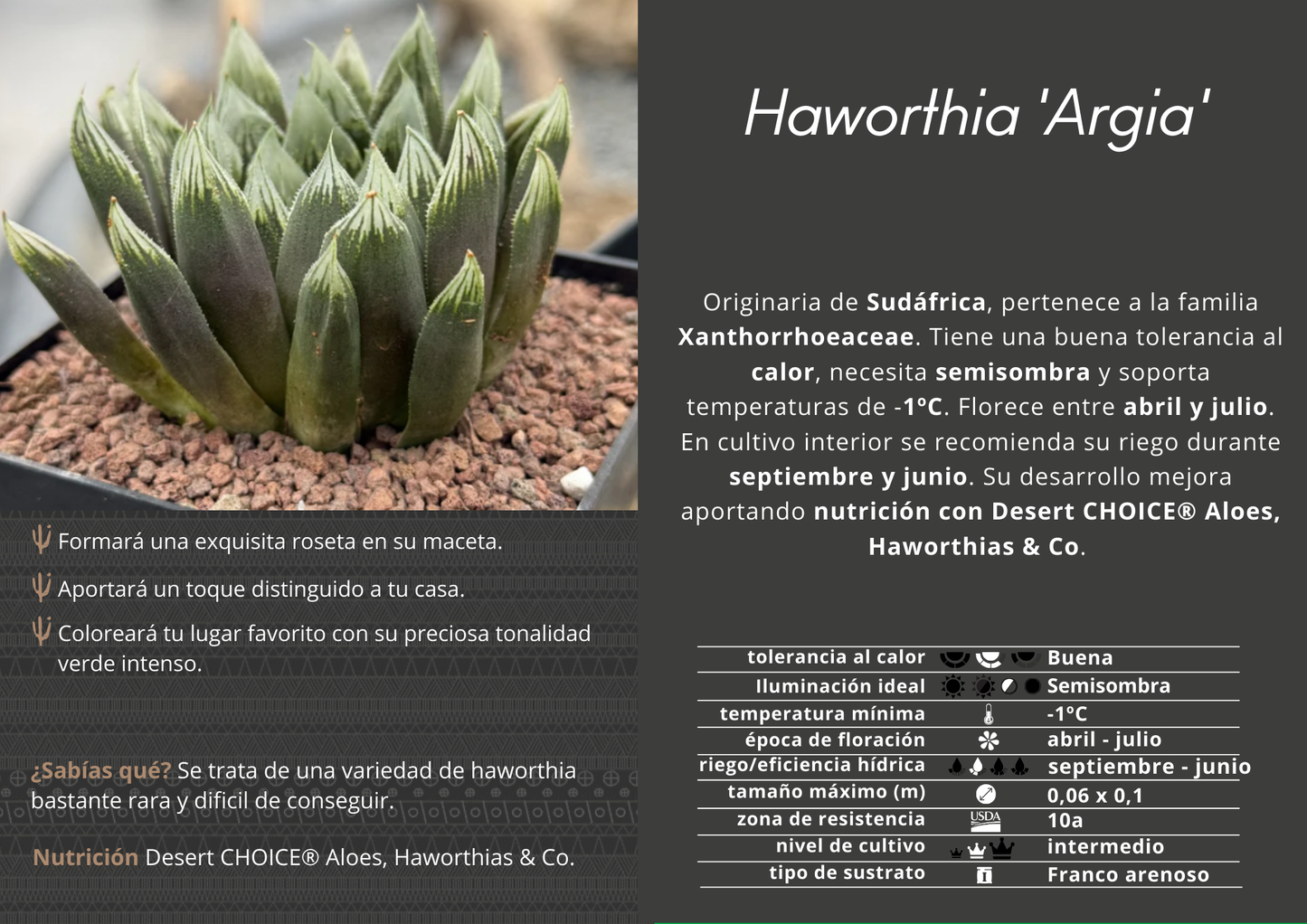 Haworthia 'Argia'