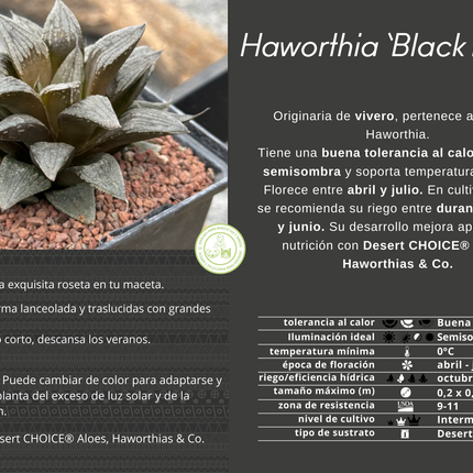 Haworthia „Schwarzer Major“