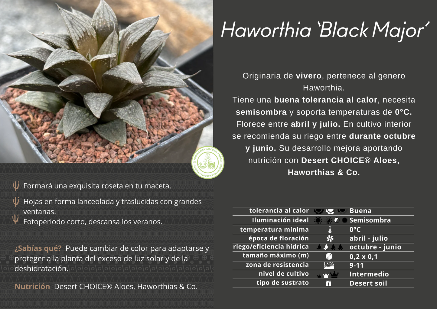 Haworthia 'Black Major'