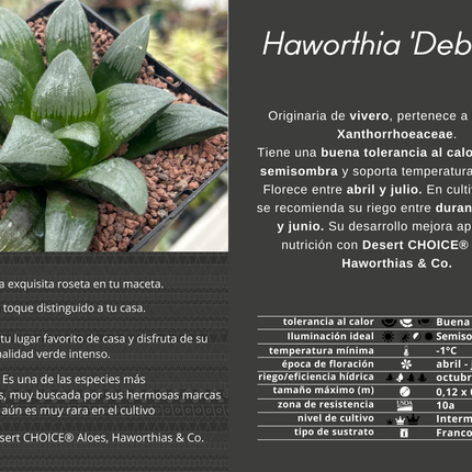 Haworthia 'Gebühren'