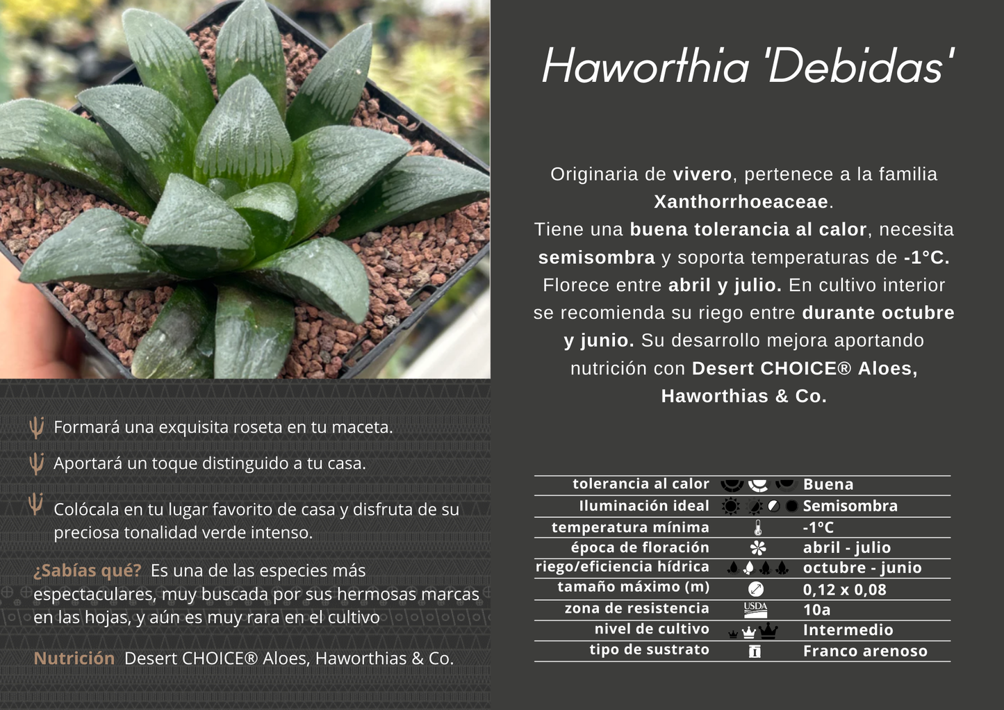 Haworthia 'Debidas'