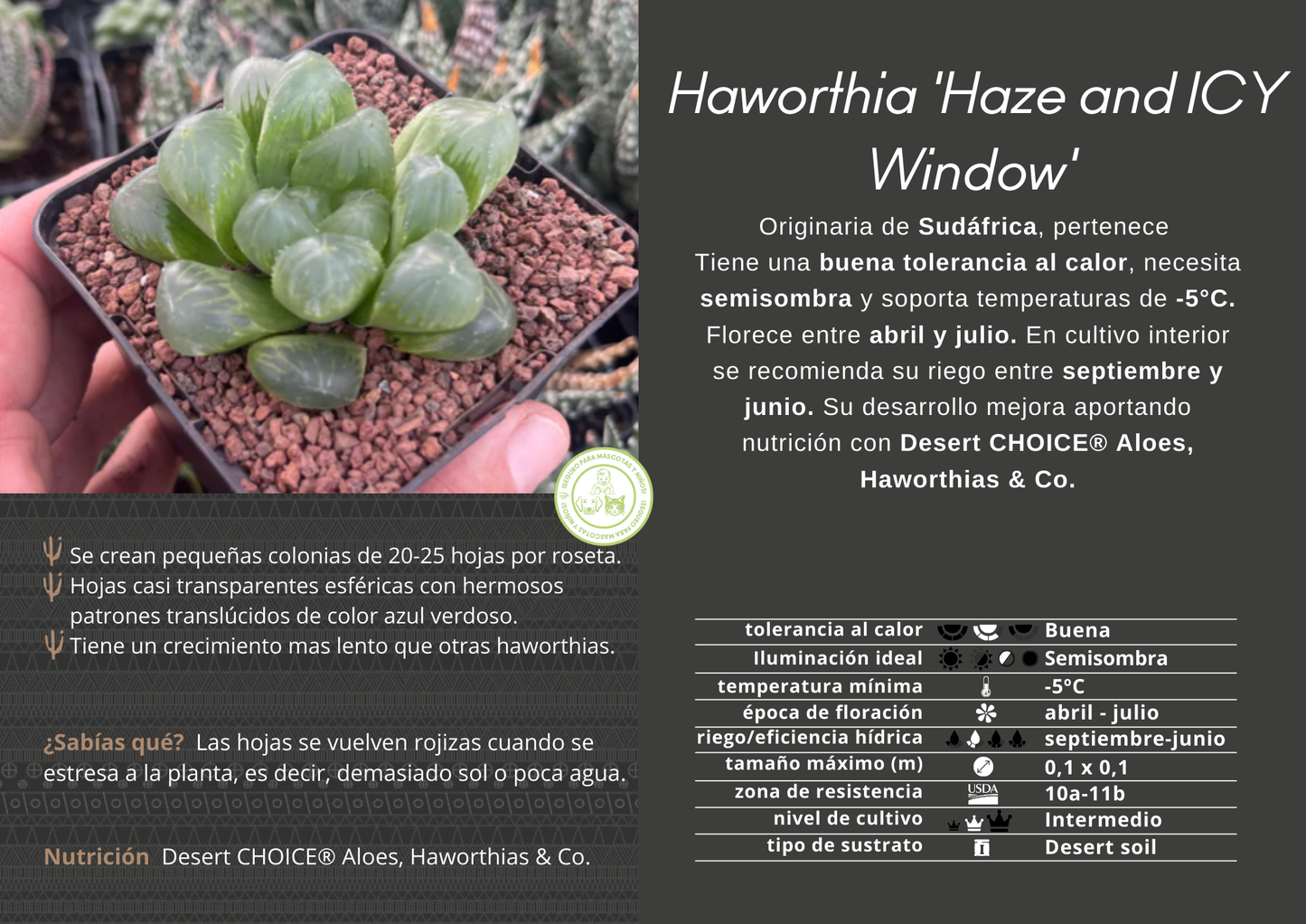 Haworthia 'Hace & ICY Window'