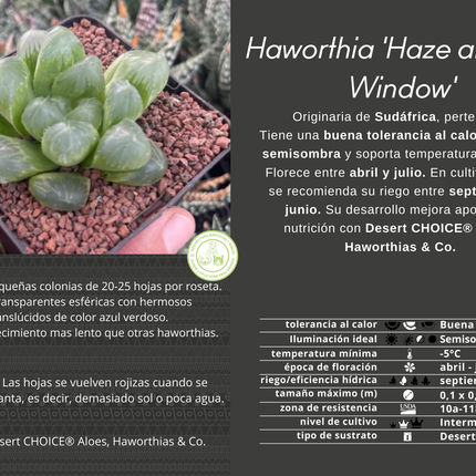 Haworthia 'Haze and ICY Window'