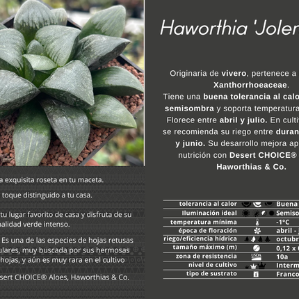 Haworthia 'Jolenaae'