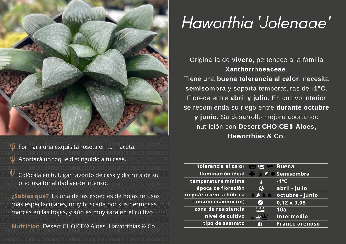 Haworthia 'Jolenaae'