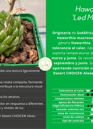 Haworthia „Led Mutant“