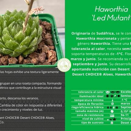 Haworthia 'Led Mutant'