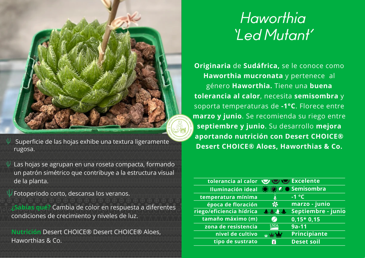 Haworthia 'Led Mutant'