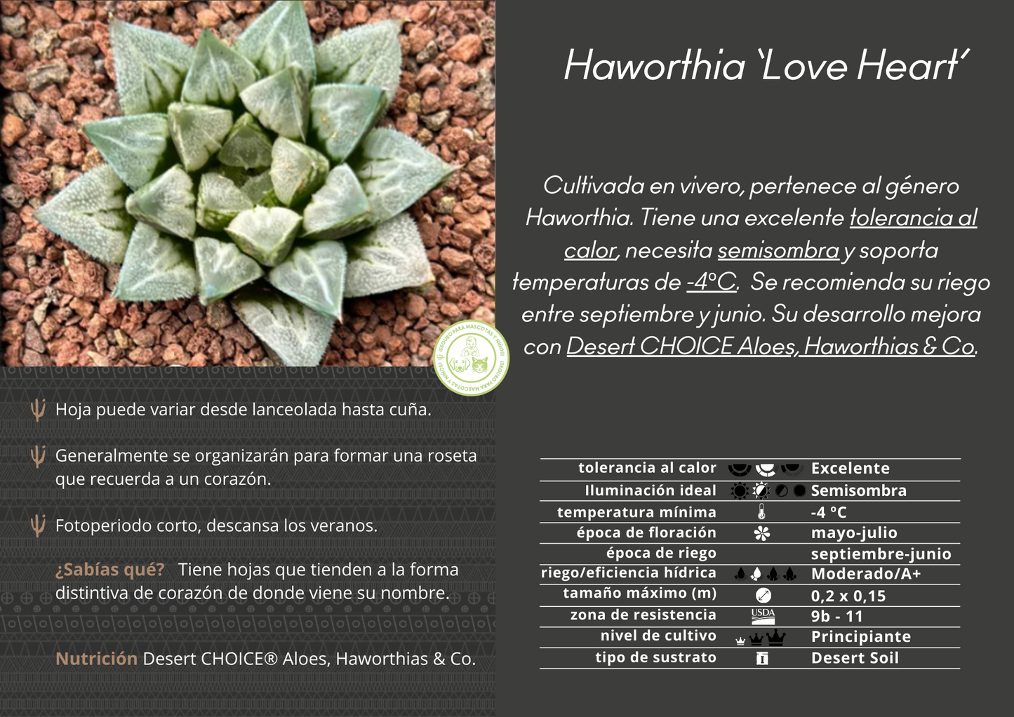 Haworthia 'Love Heart'