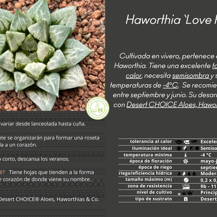 Haworthia „Liebesherz“