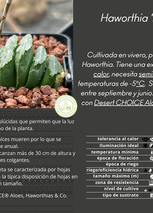 Haworthia truncata ‘Mammoth’