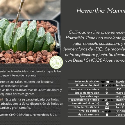 Haworthia truncata ‘Mammoth’