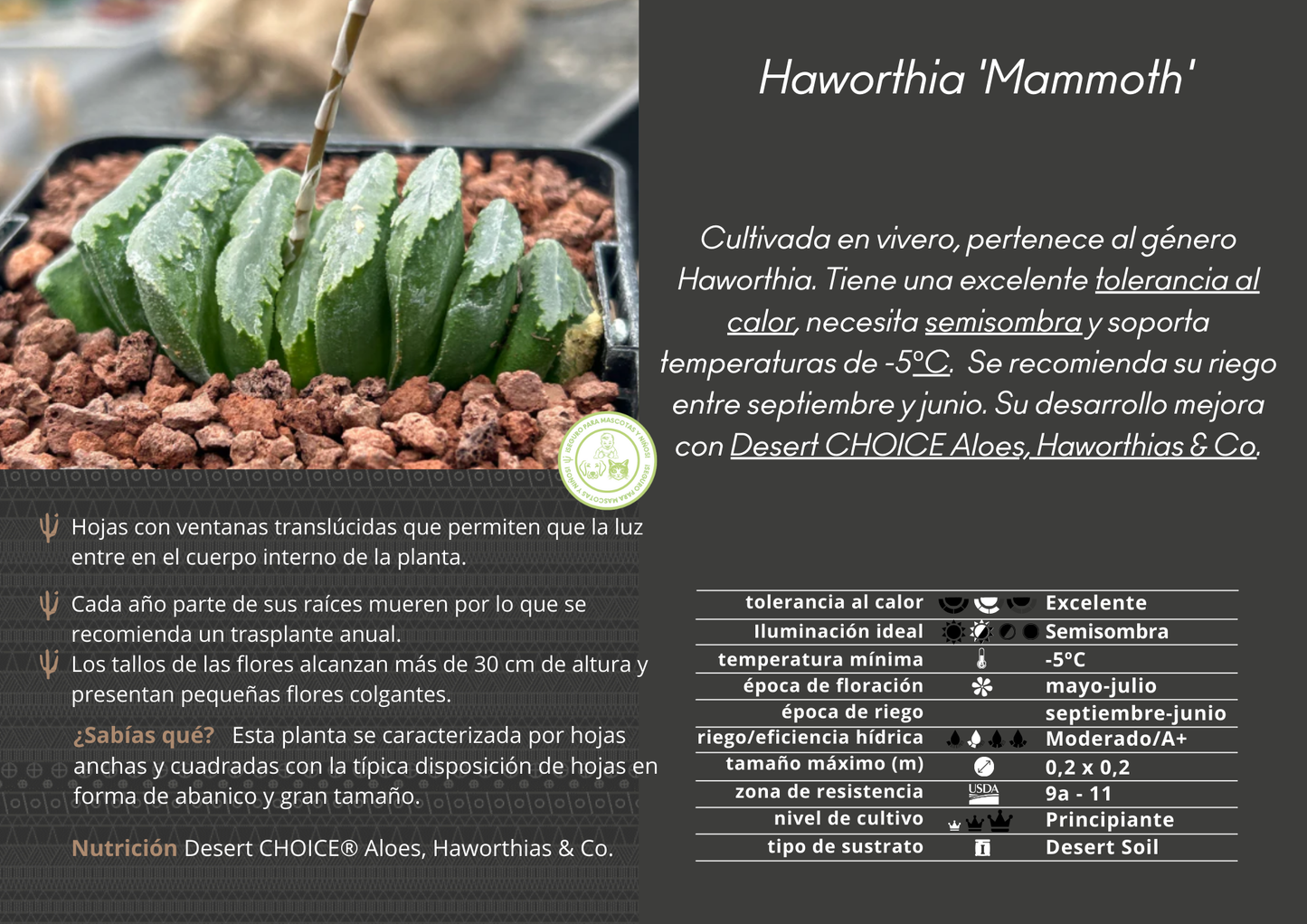 Haworthia truncata ‘Mammoth’