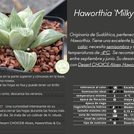 Haworthia „Milchstraße“