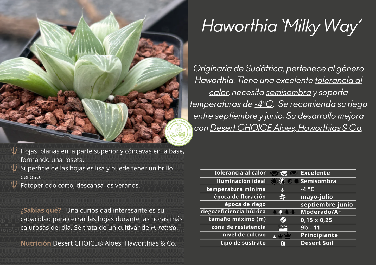 Haworthia 'Milky Way'