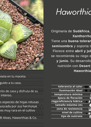 Haworthia 'Muyeri'