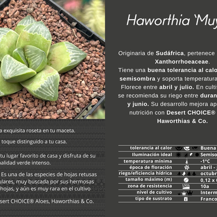 Haworthia 'Muyeri'