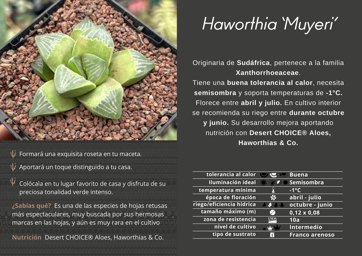 Haworthia 'Muyeri'