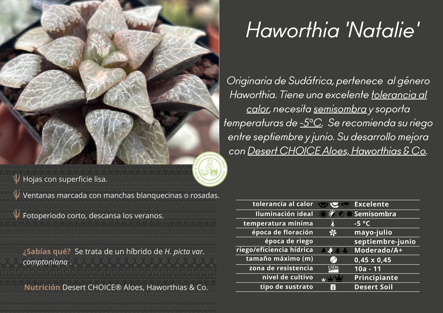 Haworthia 'Natalie'