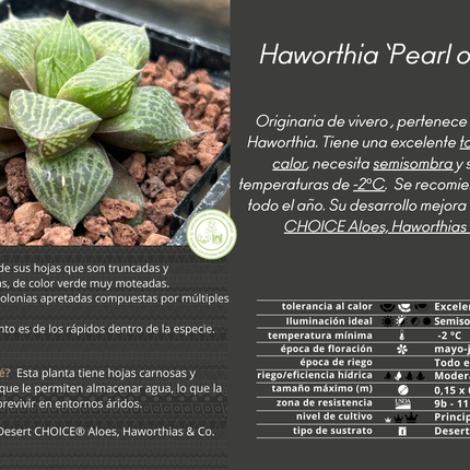 Haworthia 'Pearl of Dew'