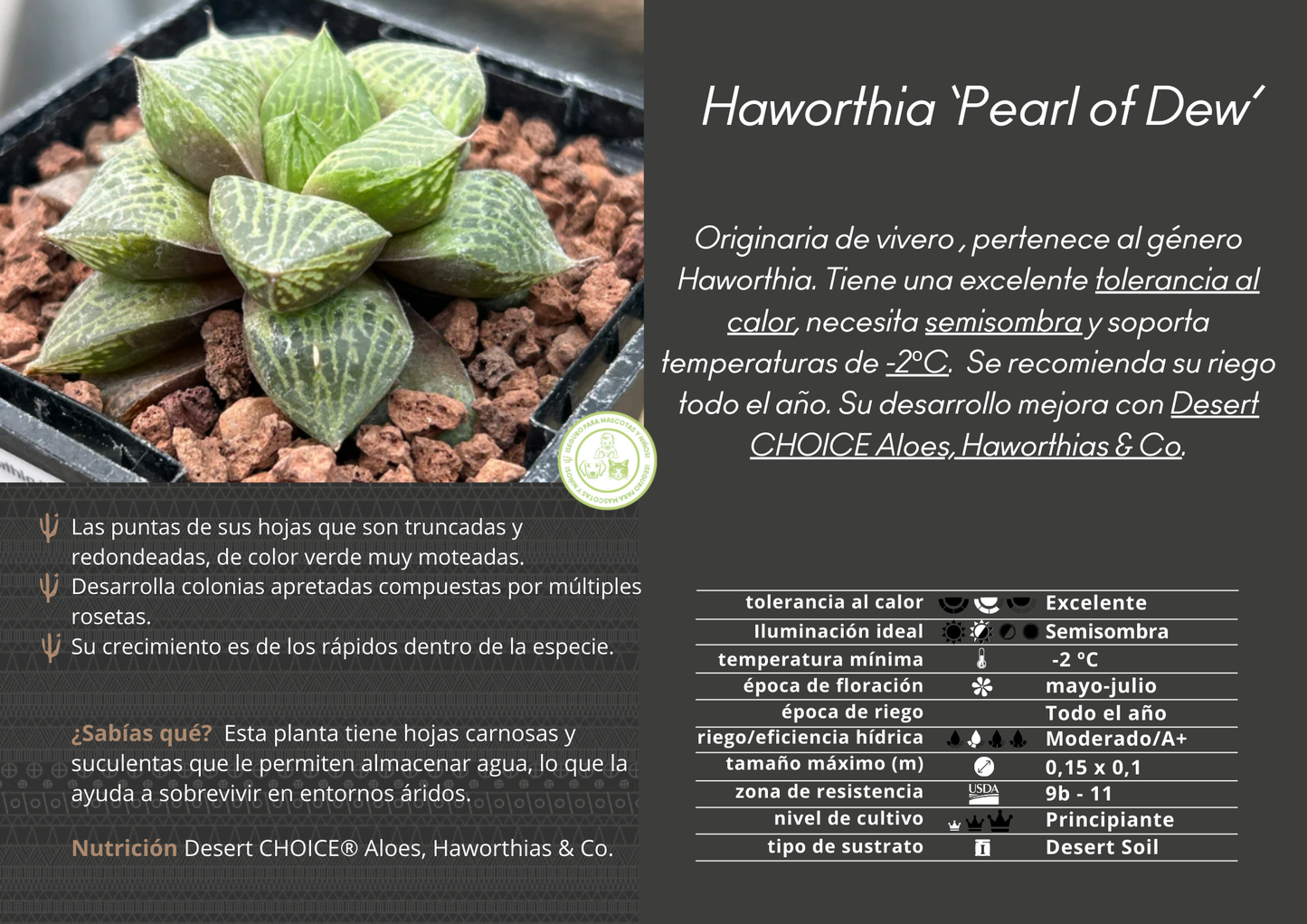 Haworthia 'Pearl of Dew'