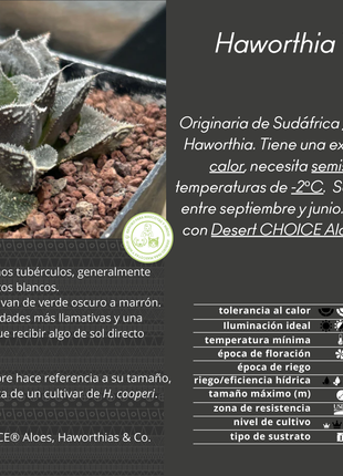 Haworthia 'Redstone'