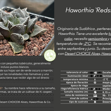 Haworthia ‘Redstone’