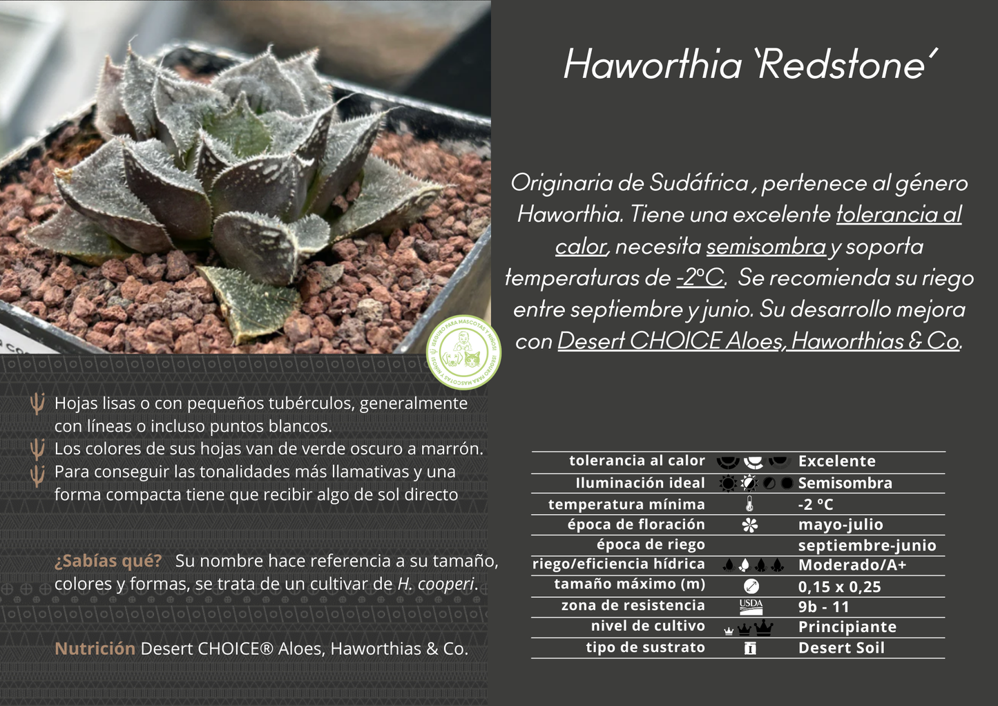 Haworthia ‘Redstone’